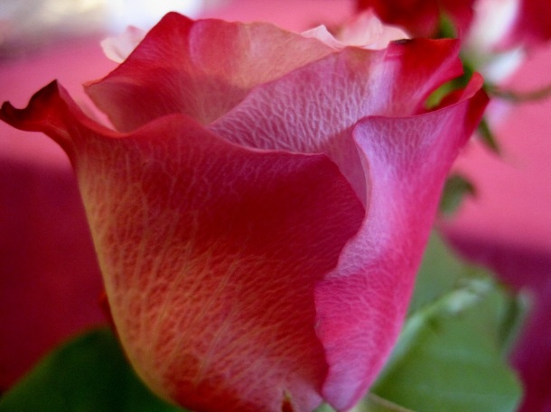 Oh! Exquisite rose! ©copyright2014owpp