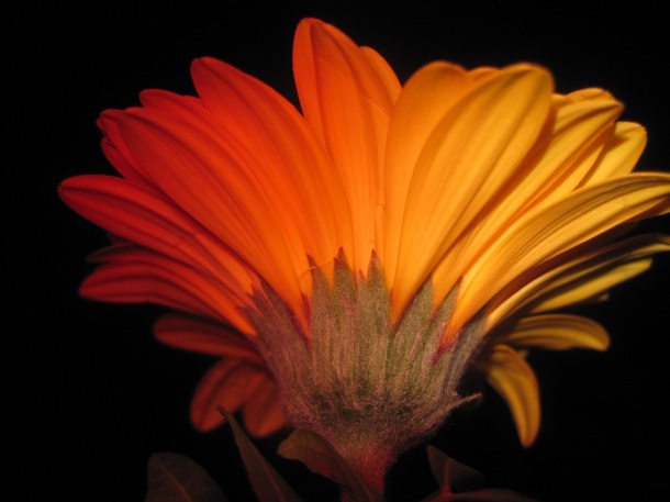 Flash surprise! Turning my yellow flower to orange :) ©copyright2014owpp